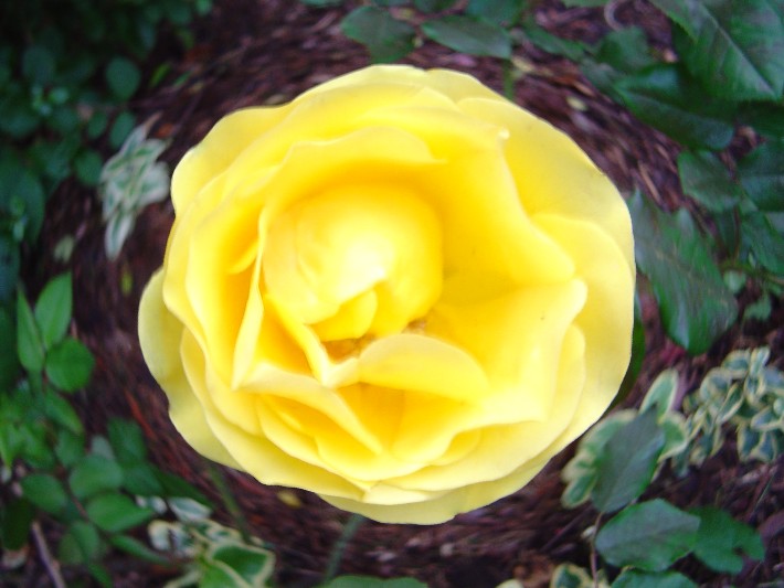 yellow_rose_bowl.jpg